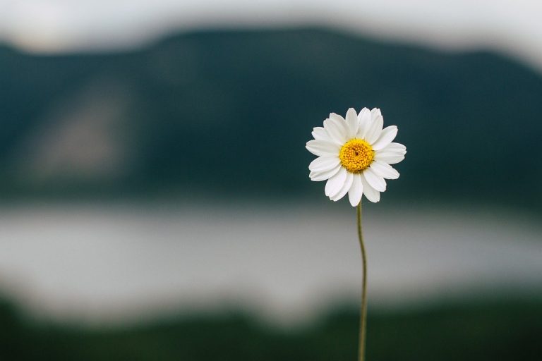 Daisy Flower Lake Nature Summer - kucukgulberkan / Pixabay
