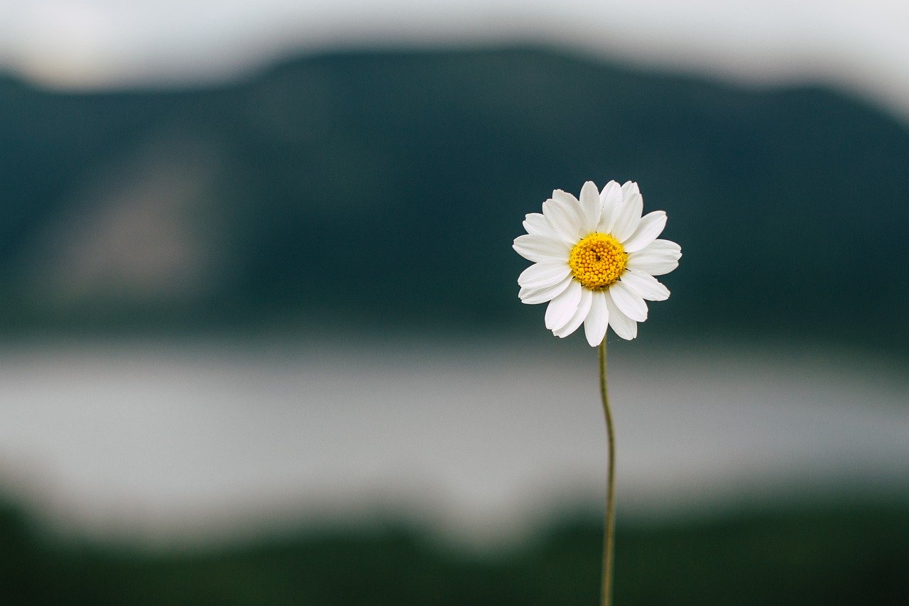 Daisy Flower Lake Nature Summer - kucukgulberkan / Pixabay